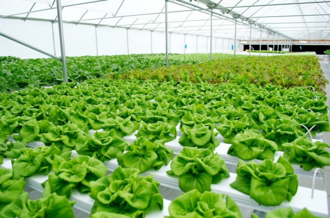 Cara Menanam Sayuran Hidroponik Di Green House Produsen Rumah Kaca
